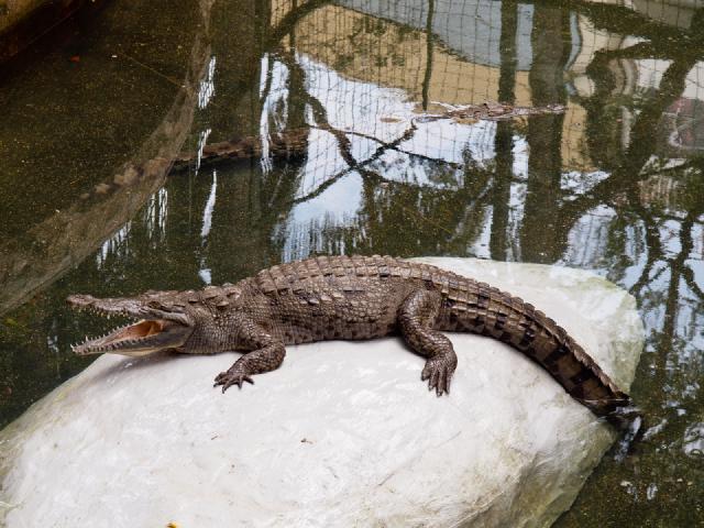 Cover for Sous le charme de Guayas