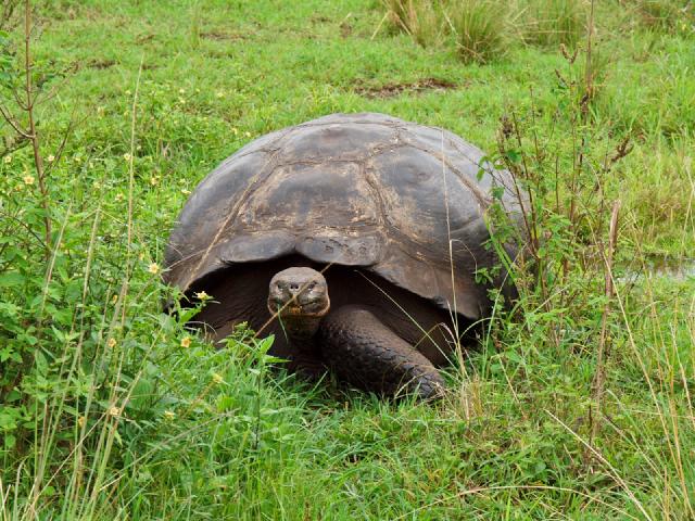 Cover for Galapagos J1: Santa Cruz