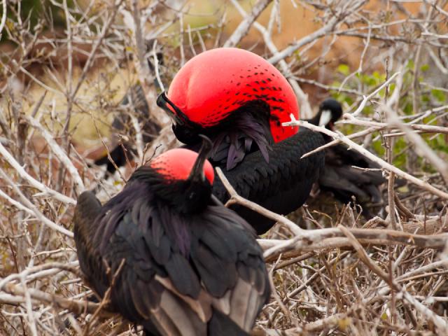 Cover for Galapagos J8: North Seymour
