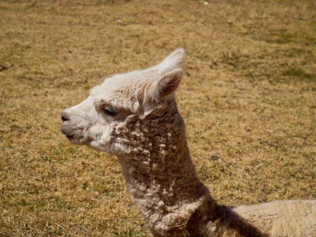 Cover for Cuzco, capitale de l'empire Inca (et du tourisme de masse)