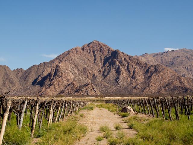 Cover for Les vignobles les plus hauts du monde