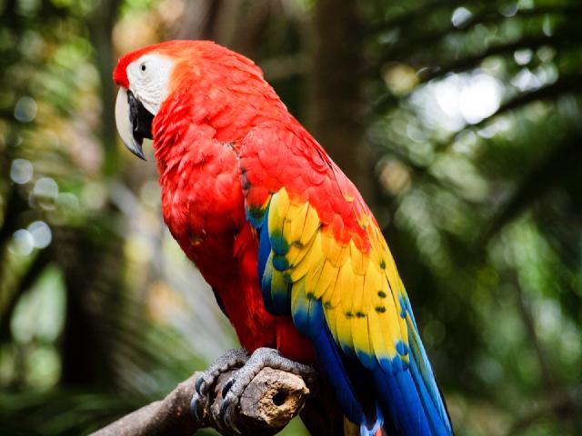 Cover for Alajuela, son zoo et son volcan